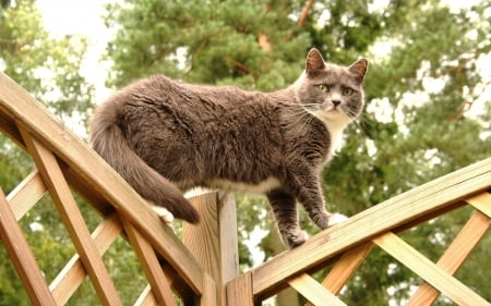 Cat - wooden, tree, high, cat