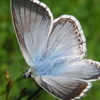 Little blue butterfly