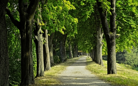 Chestnut Avenue - avenue, trees, road, alley, chestnuts