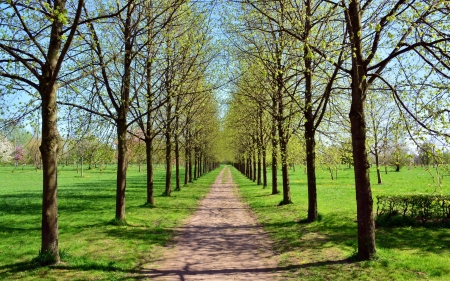 Spring Alley - path, avenue, trees, road, alley, spring