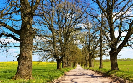 Avenue in Latvia - path, avenue, Latvia, trees, alley, road