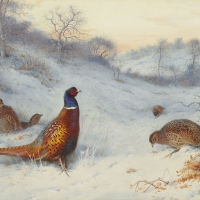 Pheasant in the snow