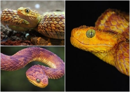 SNAKE COLLAGE - IMAGE, NATURE, COLLAGE, SNAKES