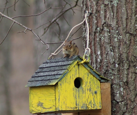 Chipmunk smiles - house, bird, yellow, chipmunk