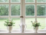 Flowers on Window