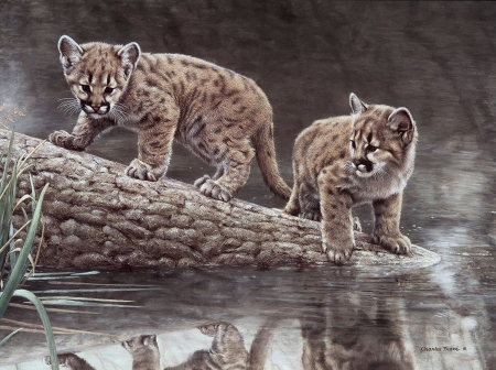 Reflections - animal, art, cub, cute, cat, charles frace, painting, reflection, pisici, pictura, water