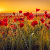 Poppy flowers at sunset