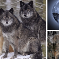 Wolf Collage