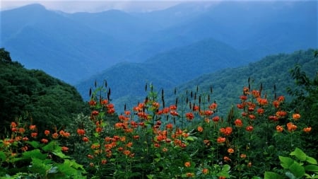 Smoky mountains - flowers, america, mountains, sky