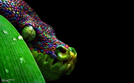 Boa - snake, black, pink, green, boa, reptile