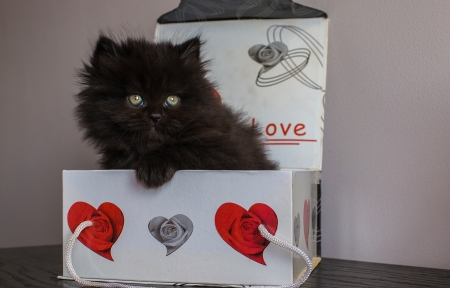 ♥ - black, heart, kitten, red, pisici, gift, box, cat