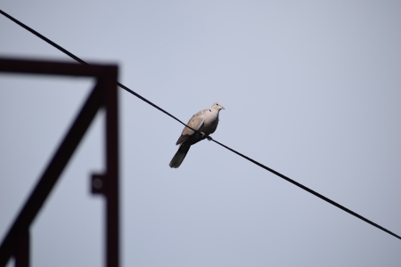 European turtle dove