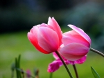 Lovely pink tulips