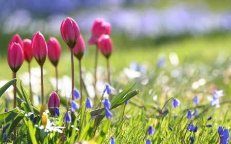 Spring flowers