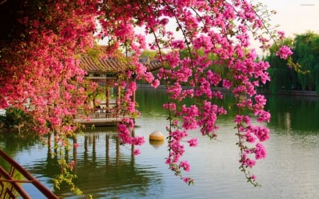 Spring flowers - river, Pink, Flowers, cottage