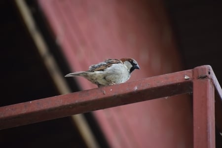 Sparrow - sparrow, bird, small passerine bird, Passeridae