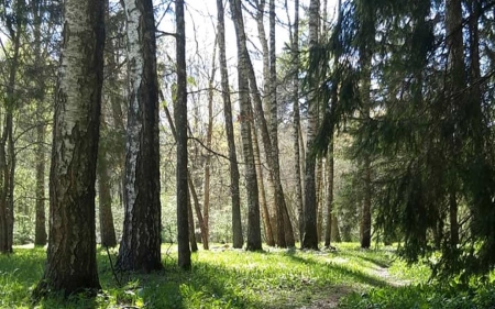 Forest in Latvia - Forests & Nature Background Wallpapers on Desktop ...