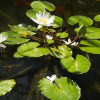 Waterlilies