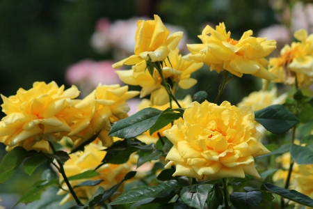 Roses - yellow, summer, green, trandafir, rose, flower, vara