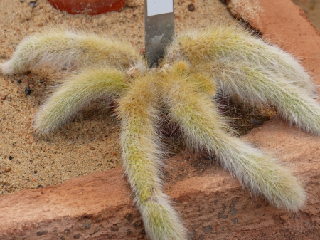 Cactus - spring, cactus, sand, plant