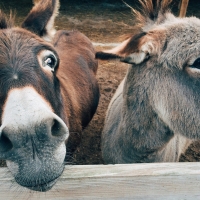 Brown & grey donkeys