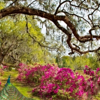 Beautiful peacock in blooming garden