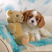 Sweet Dog and Teddy