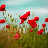 Poppies