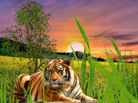 A tiger in the sunset. - Other & Animals Background Wallpapers on ...