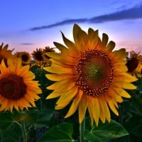 Sunflowers at Sunset