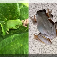 FROG COLLAGE