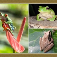 FROG COLLAGE