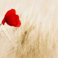 Red poppy in the golden wheat