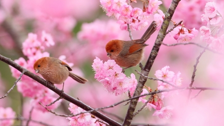 Pink cherry - Branches, Blossom, Flowers, Birds