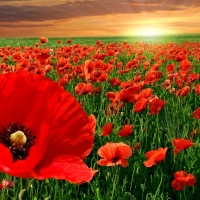 Poppy field in sunset