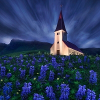 Church in Lupines Flowers