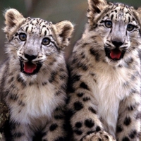 Cute snow leopard cubs