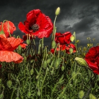 Red poppy close-up