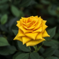 Yellow rose