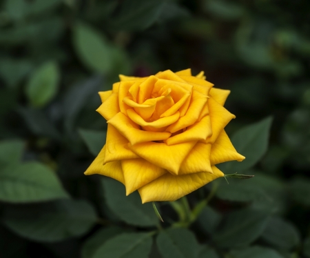 Yellow rose