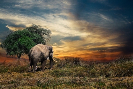 thailand elephant - thailand, elephant, marmmal, tree