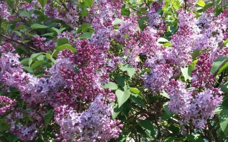 Lilacs - Latvia, blooms, blossoms, spring, lilacs