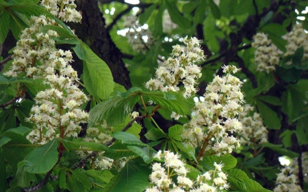 Chestnut Blossoms - blossoms, white, spring, chestnut, tree