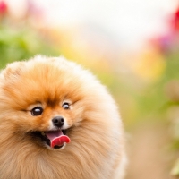 Pomeranian Wallpapers - Page 2 - Desktop Nexus