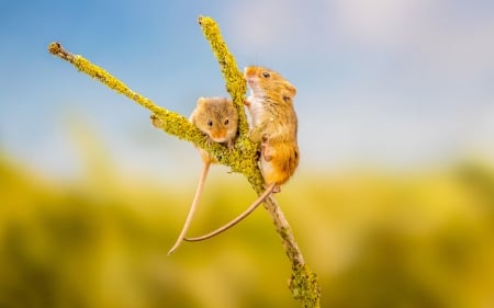 Mice - rodent, cute, mouse, mice, couple, soricel