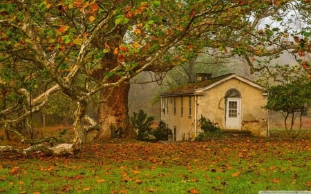 autumn fall - big tree, old house, leaves, autumn