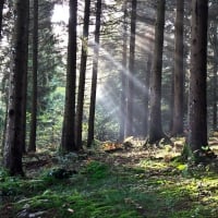 Pine Trees Forest