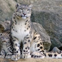 Snow leopard family