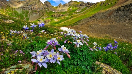 Mountain wildflowers