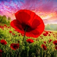 Red Poppy Facing the Morning Light